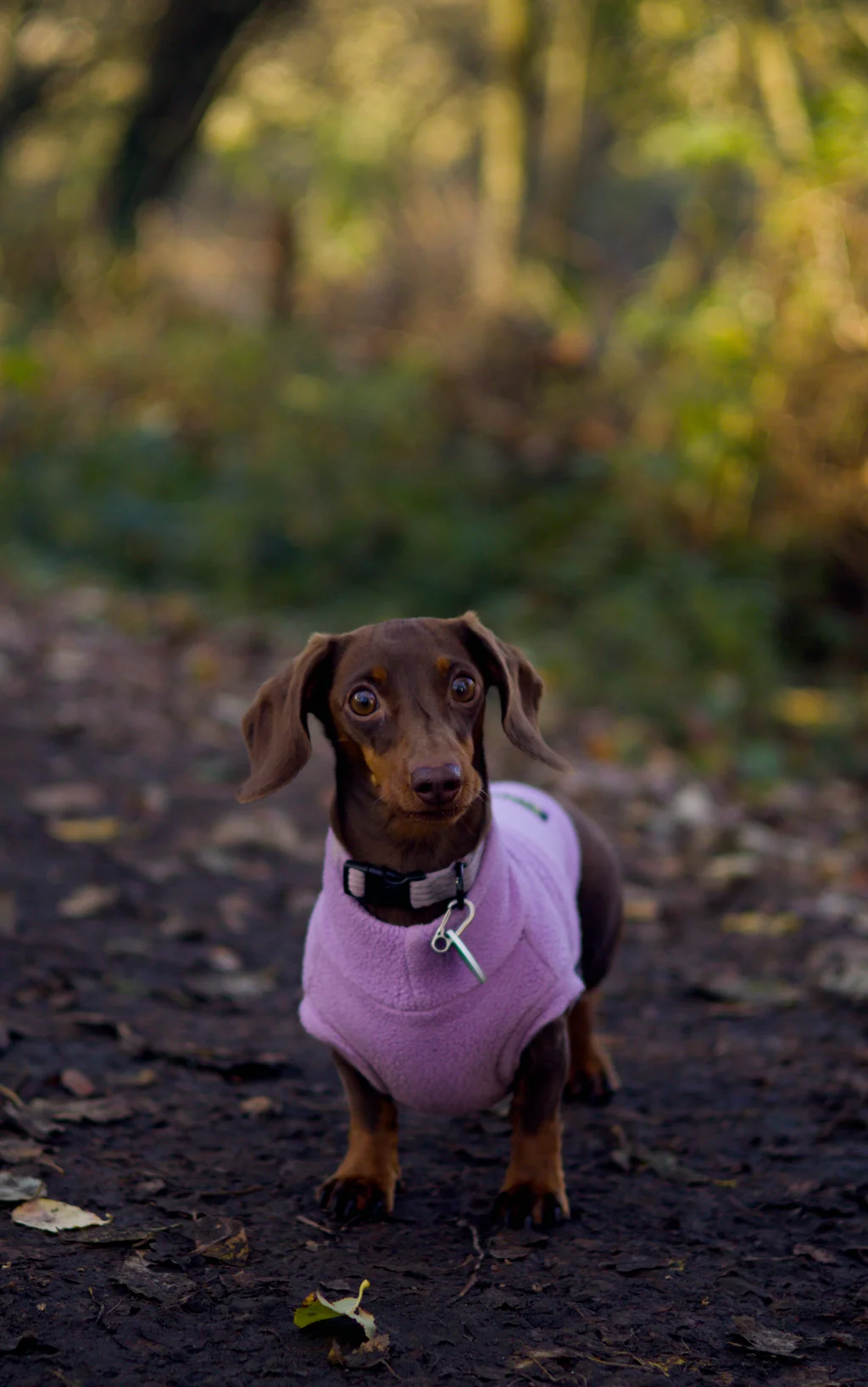 Pet Photography