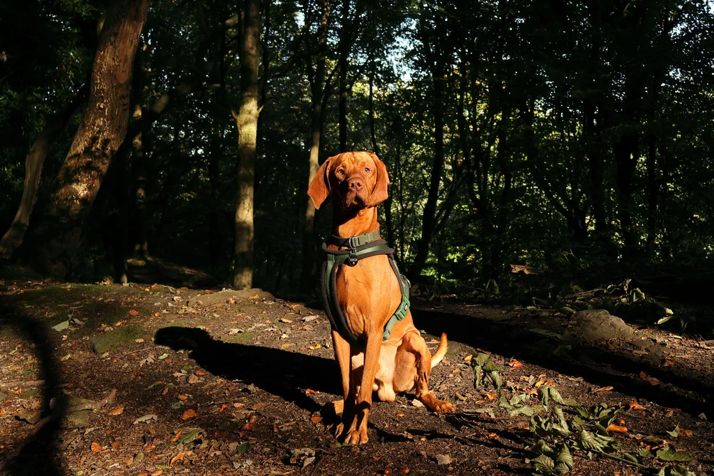 Fergus